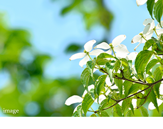 ヤマボウシ